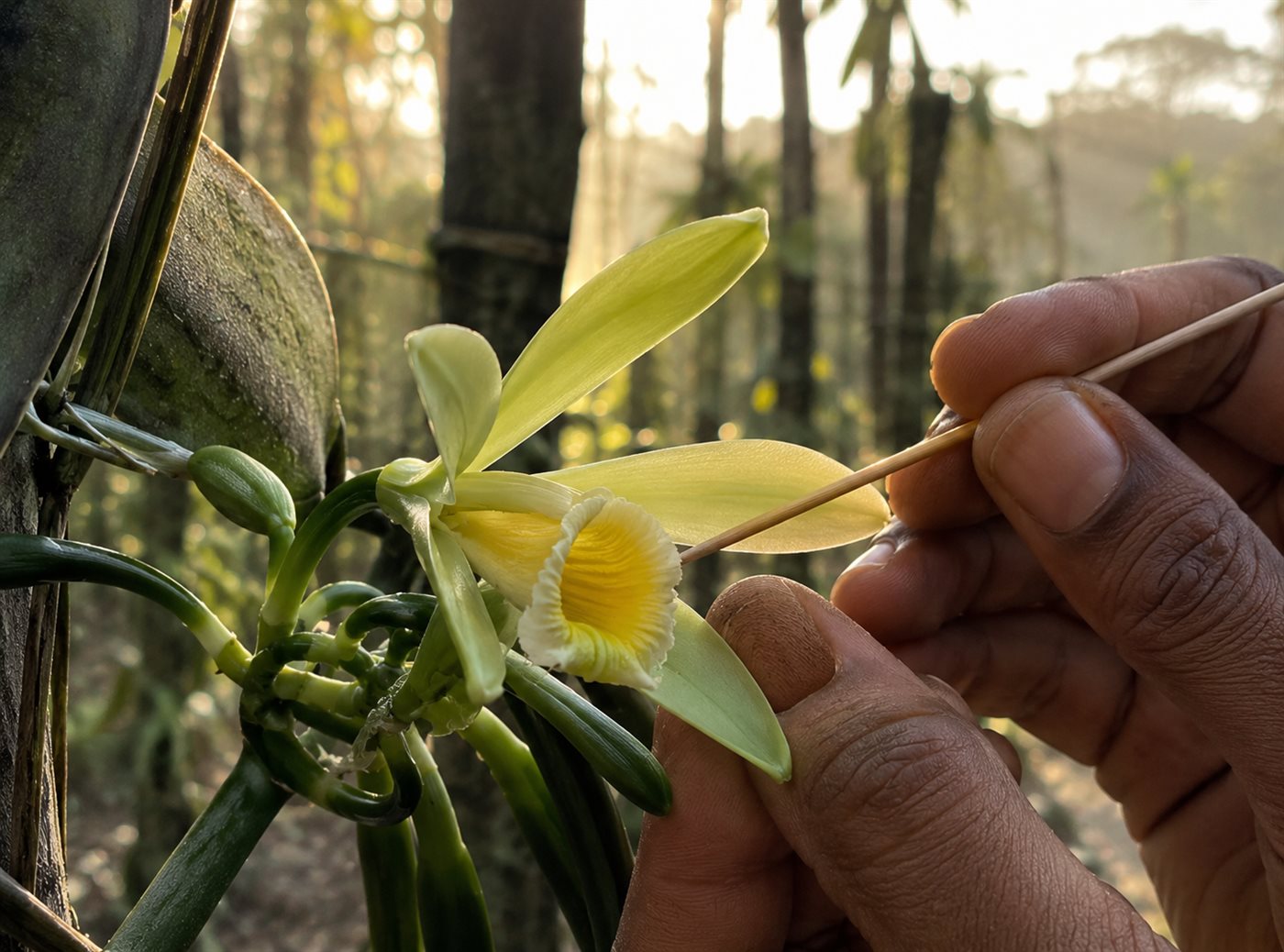 Fleur de vanillier jaune-vert fécondée à la main avec une fine pointe de bambou, lumière du petit matin en plantation